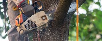 Best Tree Cabling and Bracing  in Harlan, IA