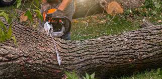 Best Utility Line Clearance  in Harlan, IA