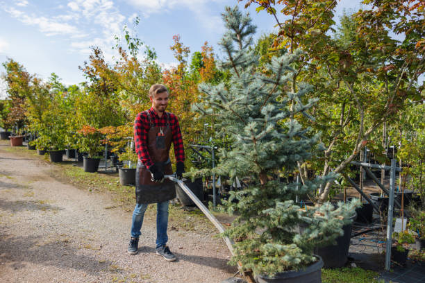 Best Tree Trimming and Pruning  in Harlan, IA