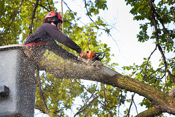 Best Lawn Maintenance Plans  in Harlan, IA